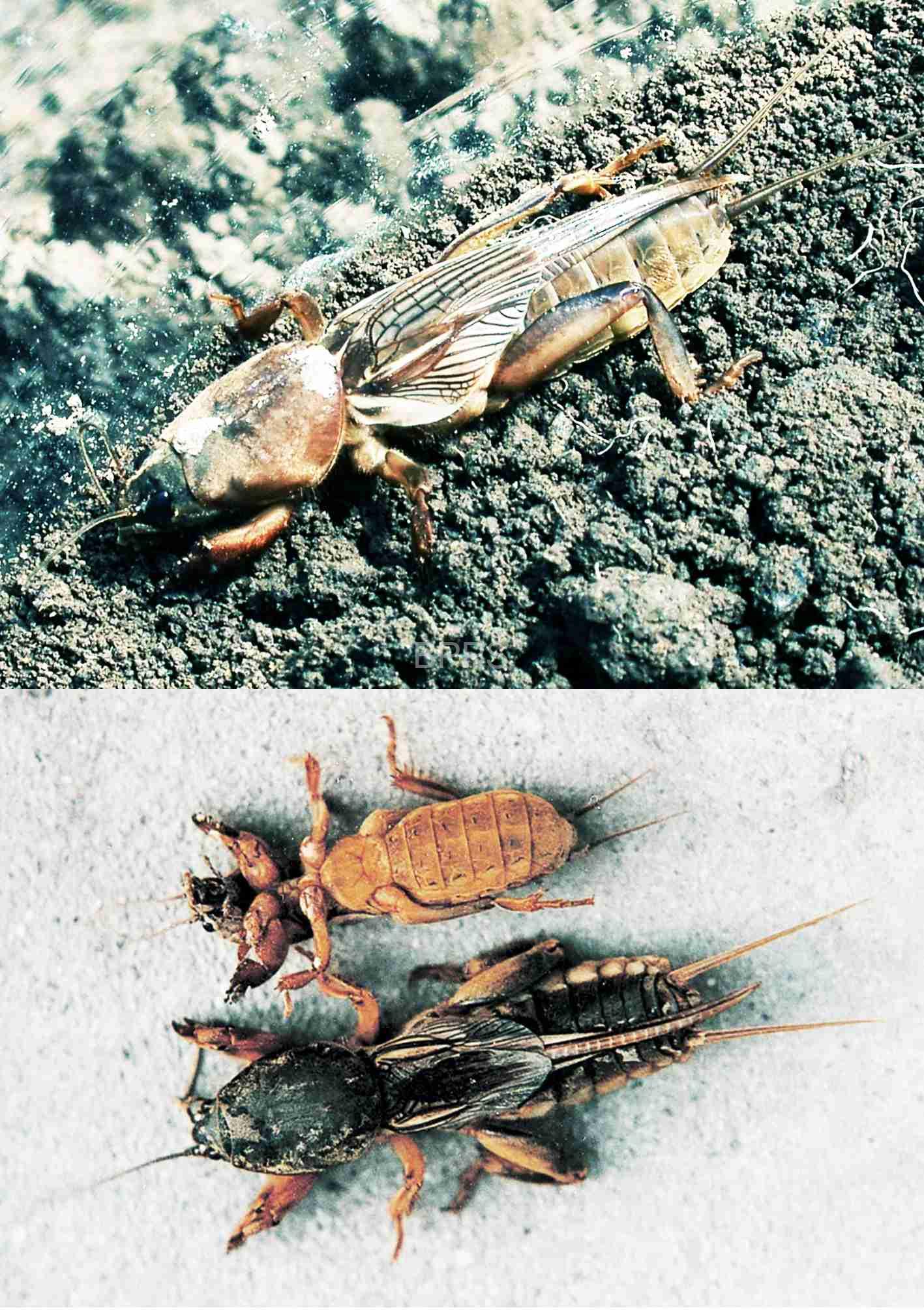 此图片的 alt 属性为空；文件名为 %E4%B8%9C%E6%96%B9%E8%9D%BC%E8%9B%84%EF%BC%882%EF%BC%89.jpg