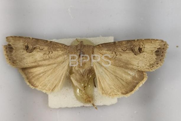 此图片的 alt 属性为空；文件名为 %E5%A4%A7%E5%9C%B0%E8%80%81%E8%99%8E.jpg