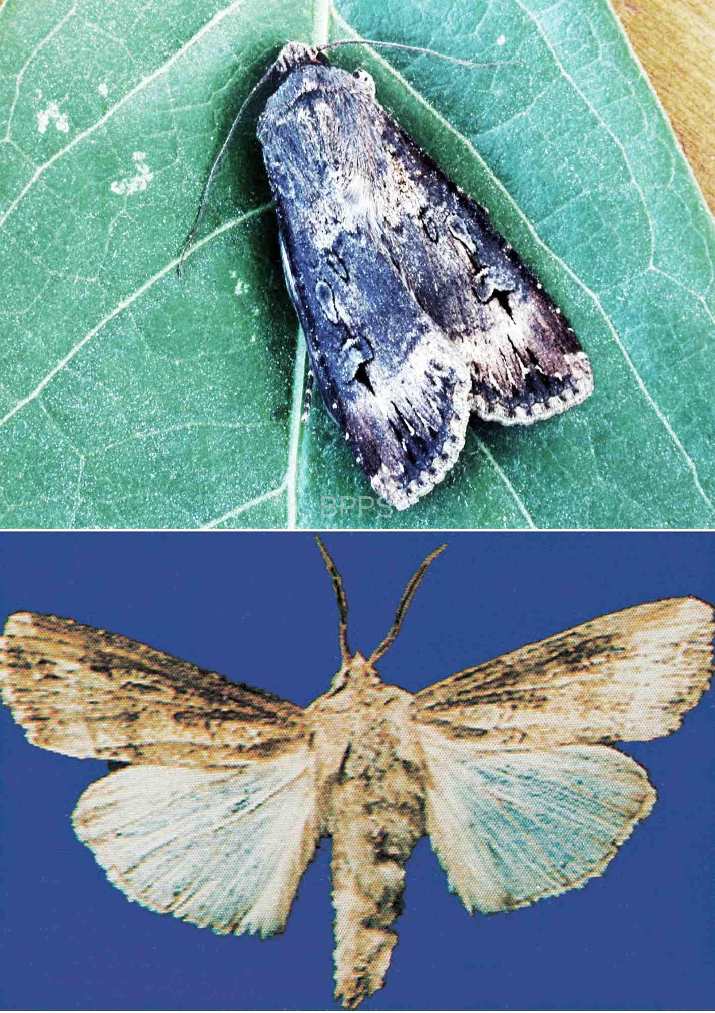 此图片的 alt 属性为空；文件名为 %E5%B0%8F%E5%9C%B0%E8%80%81%E8%99%8E%E6%88%90%E8%99%AB%EF%BC%882%EF%BC%89.jpg