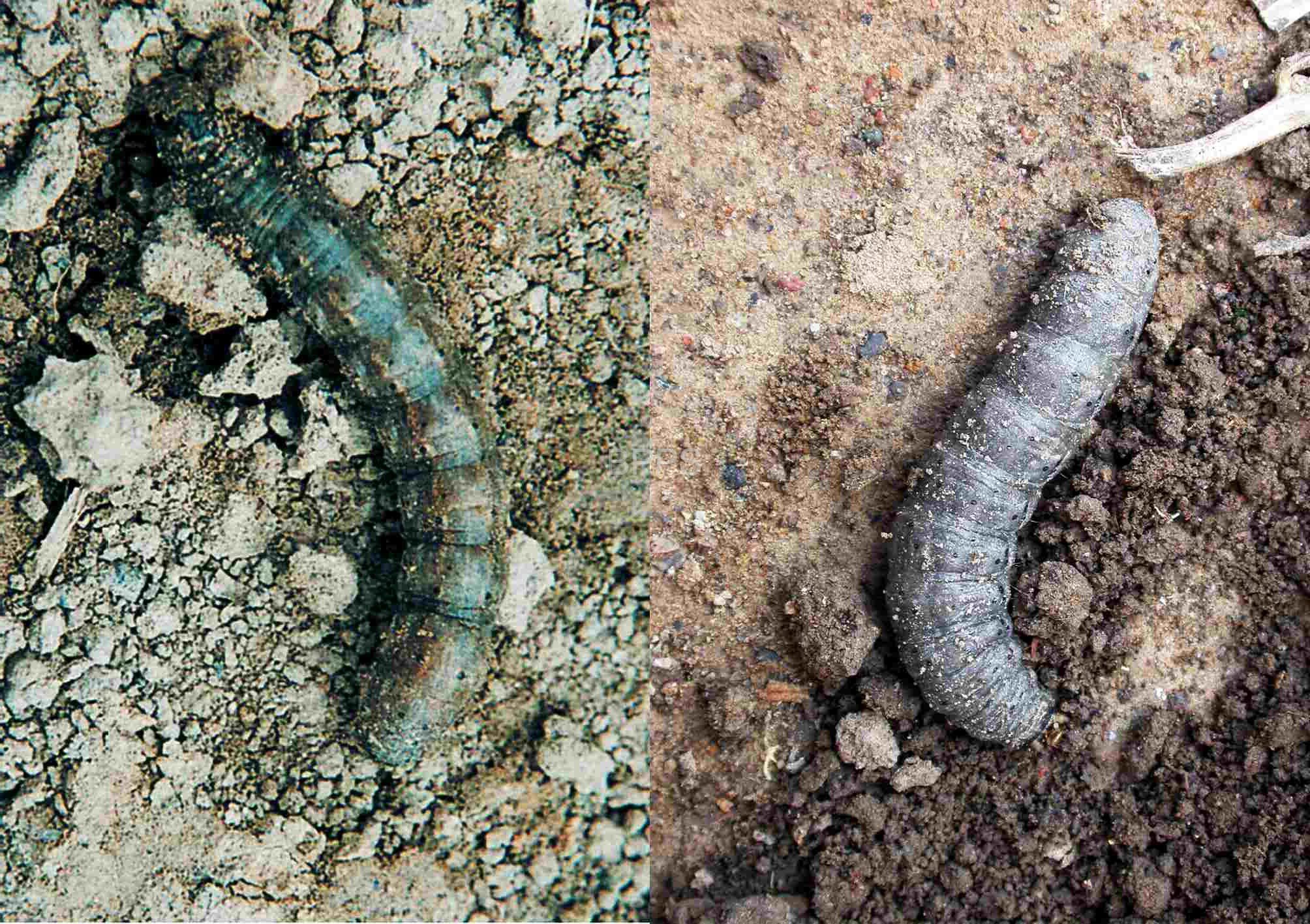 此图片的 alt 属性为空;文件名为 %E5%B0%8F%E5%9C%B0%E8%80%81%E8%99%8E%EF%BC%882%EF%BC%89-rotated.jpg