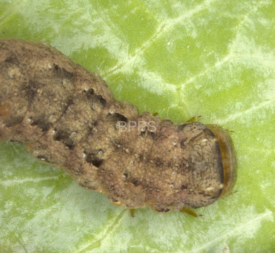 此图片的 alt 属性为空；文件名为 %E7%94%98%E8%93%9D%E5%A4%9C%E8%9B%BE%E5%B9%BC%E8%99%AB1-rotated.jpg