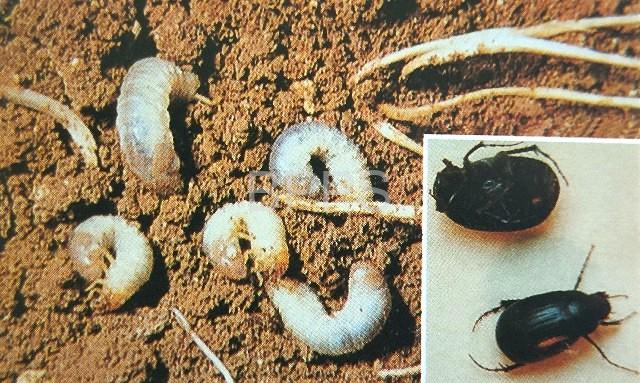 此图片的 alt 属性为空;文件名为 %E8%9B%B4%E8%9E%AC%E5%92%8C%E9%BB%91%E7%BB%92%E9%87%91%E9%BE%9F-%E6%9C%80%E5%A4%A7%E5%AE%BD%E5%BA%A6-640-%E6%9C%80%E5%A4%A7%E9%AB%98%E5%BA%A6-480.jpg