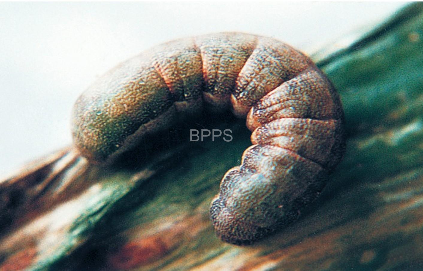 此图片的 alt 属性为空;文件名为 %E9%BB%84%E5%9C%B0%E8%80%81%E8%99%8E.jpg