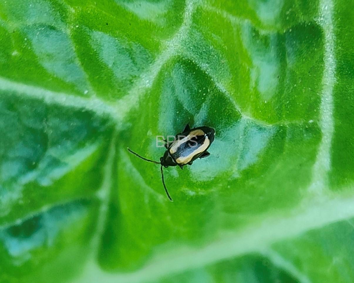 此图片的 alt 属性为空;文件名为 %E9%BB%84%E6%9B%B2%E6%9D%A1%E8%B7%B3%E7%94%B2.jpg